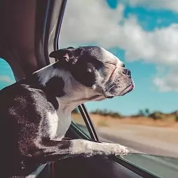 Traitement des poils d'animaux