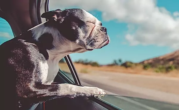 Traitement des poils d'animaux